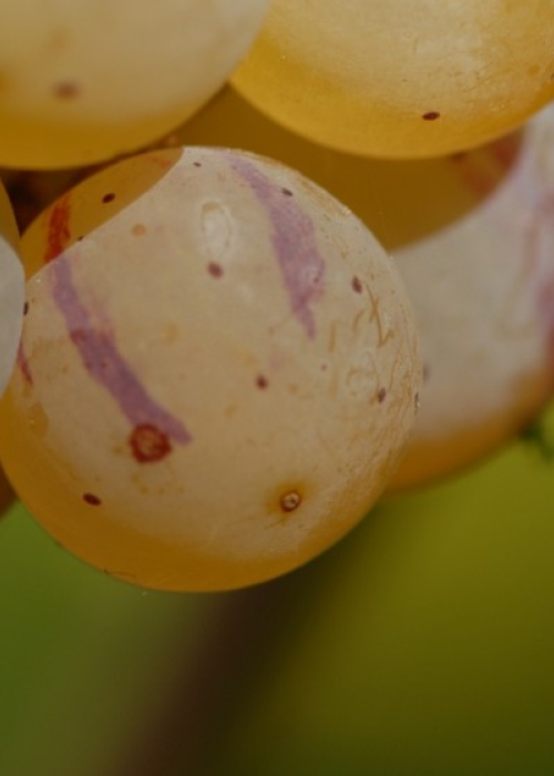 Farbmutation roter zu weissem Riesling ANT 1454